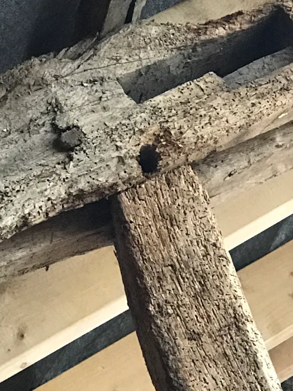 woodworm damage on joist