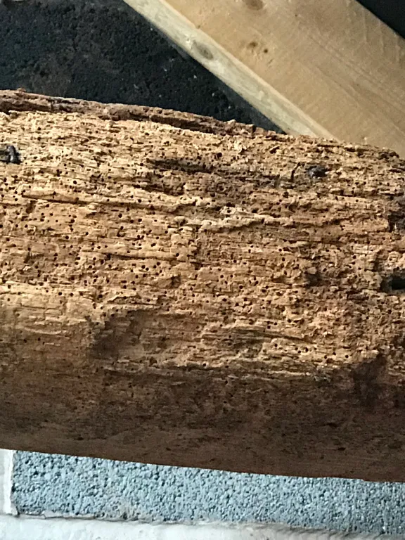 woodworm damage
